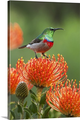 Southern Double-collared Sunbird male on Pincushion protea flower, South Africa