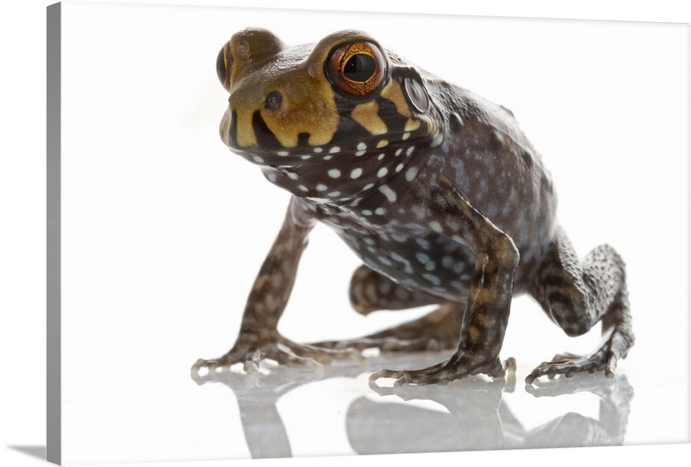 An unidentified, possibly new to science frog (Leptodactylidae) from Suriname