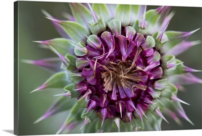 Spiny Plumeless Thistle flower, Bariloche, Argentina