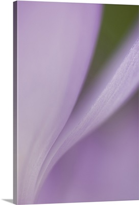 Spring Crocus (Crocus vernus) detail, Netherlands