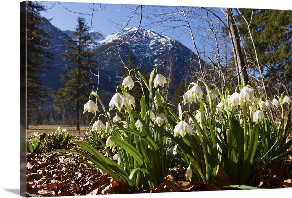Spring Snowflake flowers, Bavaria, Germany
