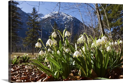 Spring Snowflake flowers, Bavaria, Germany
