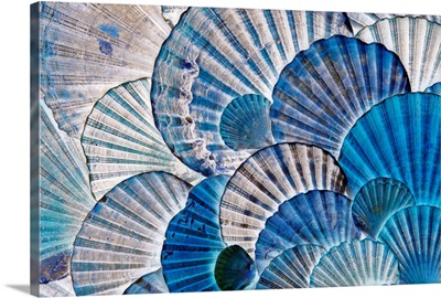 St James Scallop shells seen in ultraviolet light, Andalucia, Spain