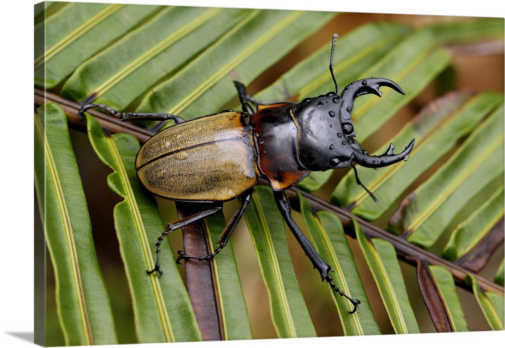 Stag Beetle, Malaysia