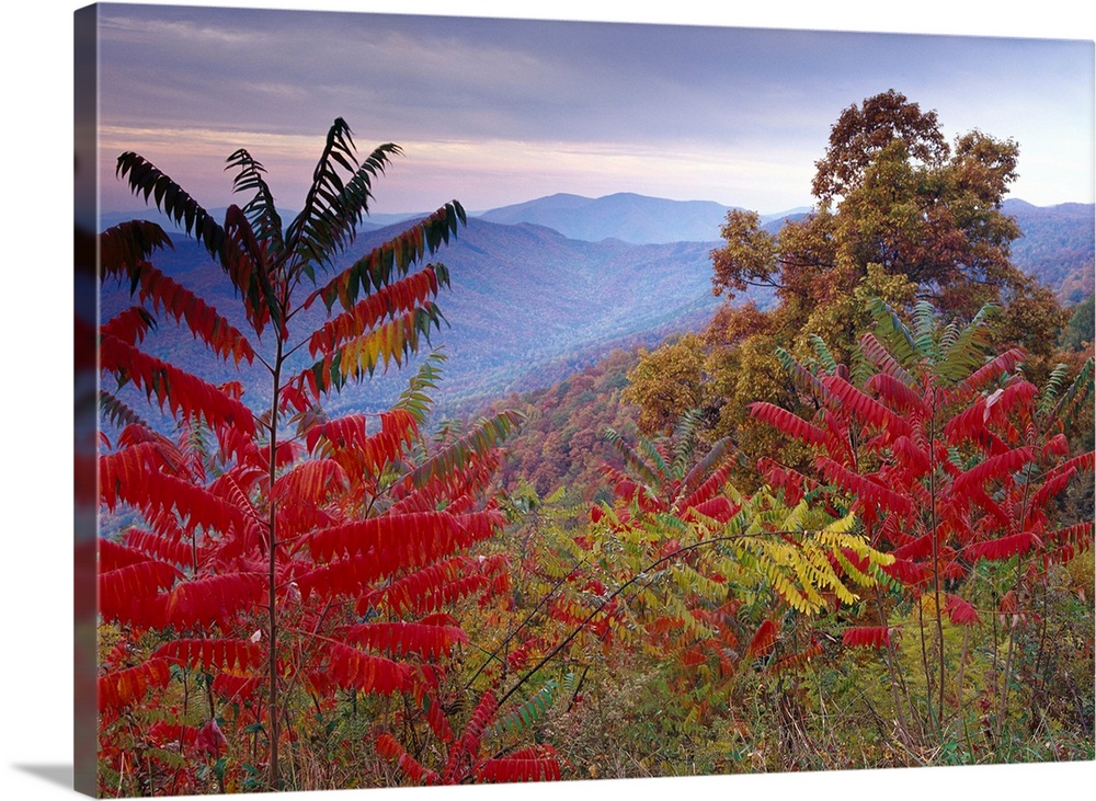 Staghorn Sumac (Rhus typhina) in autumn, Blue Ridge Mountain Range, Virginia