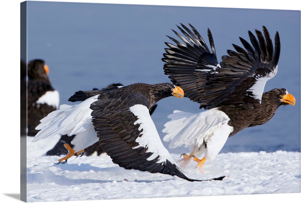 Steller's Sea Eagle (Haliaeetus pelagicus) chasing away another adult, Kamchatka, Russia