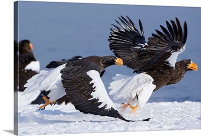 Steller's Sea Eagle chasing away another adult