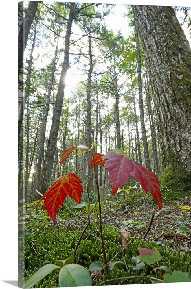 sugar maple Acer saccharum seedling growing beneath old-growth eastern hemlock forest Tsuga canadensis Nova Scotia