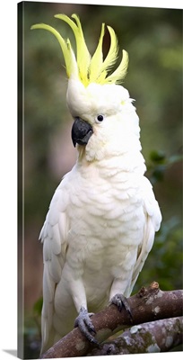 Sulphur-crested Cockatoo displaying with crest erected, Queensland, Australia