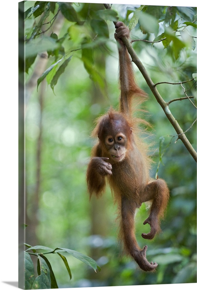 Nature photograph of a juvenile orangutan hanging from one arm on a thin leafy branch high up in a tree.