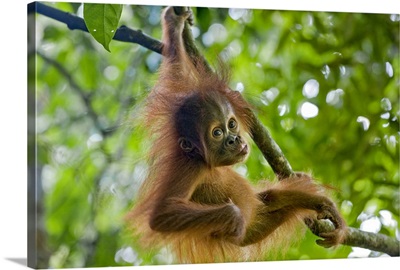 Sumatran Orangutan baby playing in tree, north Sumatra, Indonesia