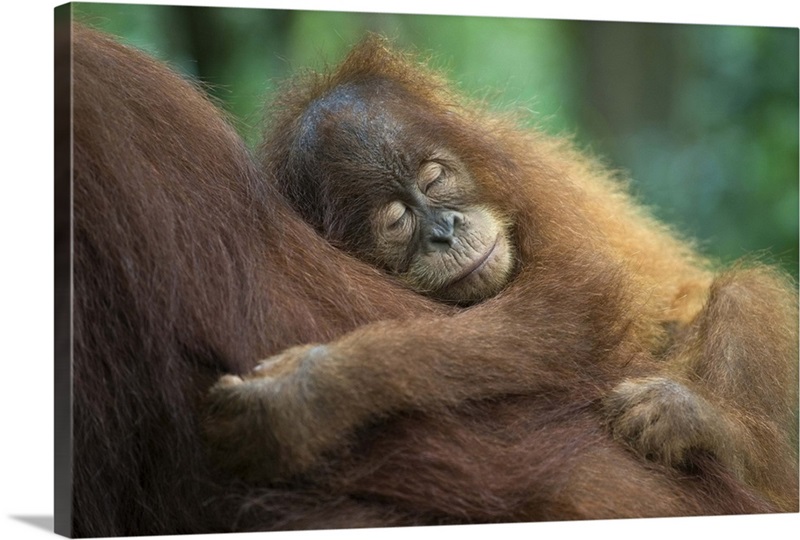 Sumatran Orangutan Baby Sleeping On Mother North Sumatra Indonesia sumatran-orangutan-baby-sleeping-on-mother-north-sumatra-indonesia