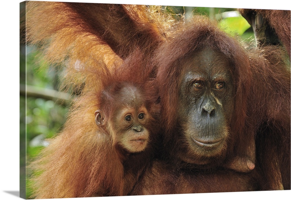 Sumatran Orangutan - Pongo abelii - mother with baby - Gunung Leuser National Park - Northern Sumatra - Indonesia