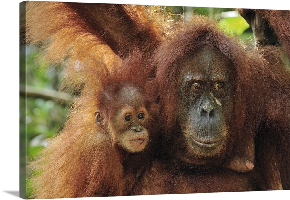 Sumatran Orangutan mother  with young Gunung Leuser 