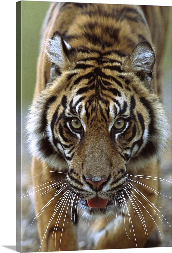 Sumatran Tiger (Panthera tigris sumatrae) close-up portrait of female, endemic to Sumatra, Indonesia