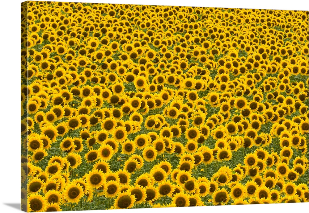 Sunflowers With Ripe Seeds Kansas