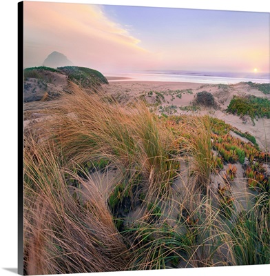 Sunset Over Grasses And Coastal Dunes, Morro Rock, Morro Bay, California