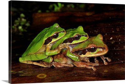 Tarraco Treefrog trio in amplexus, Piedras Blancas National Park, Costa Rica