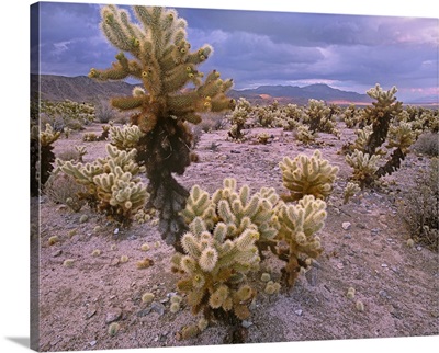 Teddy Bear Cholla cacti, Joshua Tree National Park, California