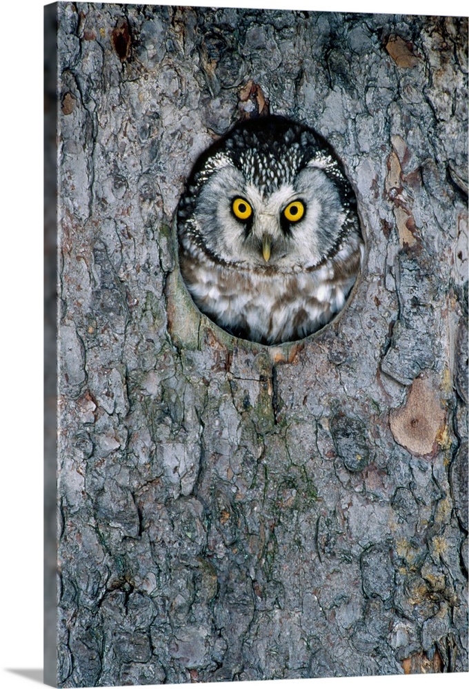 Tengmalm''s Owl or Boreal Owl (Aegolius funereus) peaking through hole in tree, Sweden