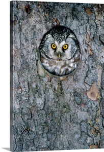 Tengmalm''s Owl or Boreal Owl peaking through hole in tree, Sweden Wall