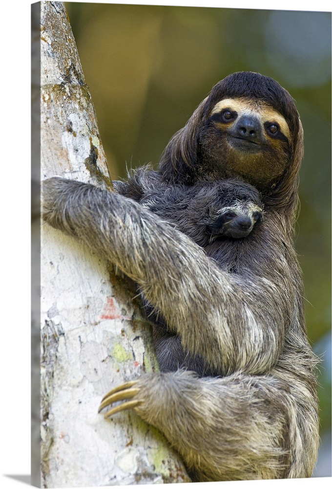 Brown-throated Three-toed Sloth Bradypus variegatusMother and newborn baby (less than 1 week old)Aviarios Sloth Sanctuary,...