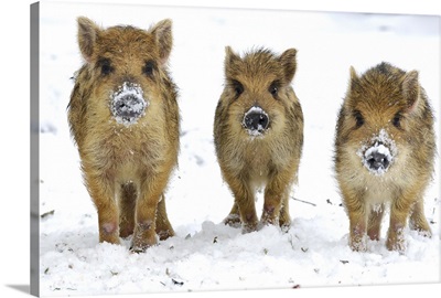 Three Wild Boar (Sus scrofa) piglets, Melle Lower, Saxony, Germany