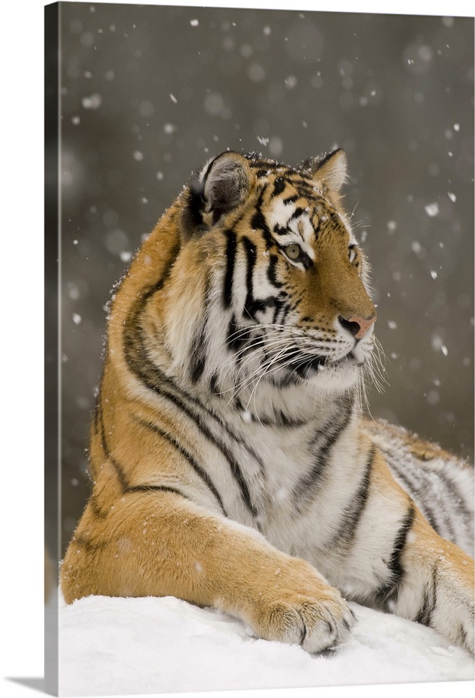 Tiger in snowfall, native to Asia.