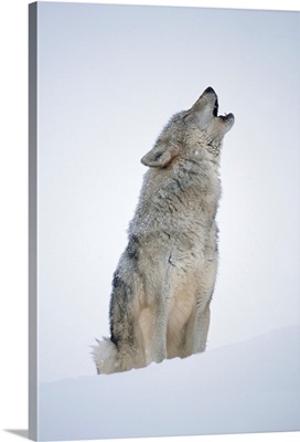Timber Wolf (Canis lupus) portrait, howling in snow, North America