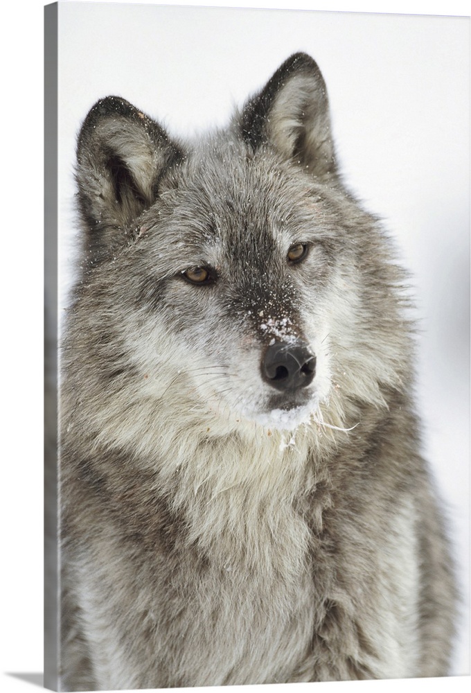 Timber Wolf (Canis lupus) portrait with snow on muzzle, Montana