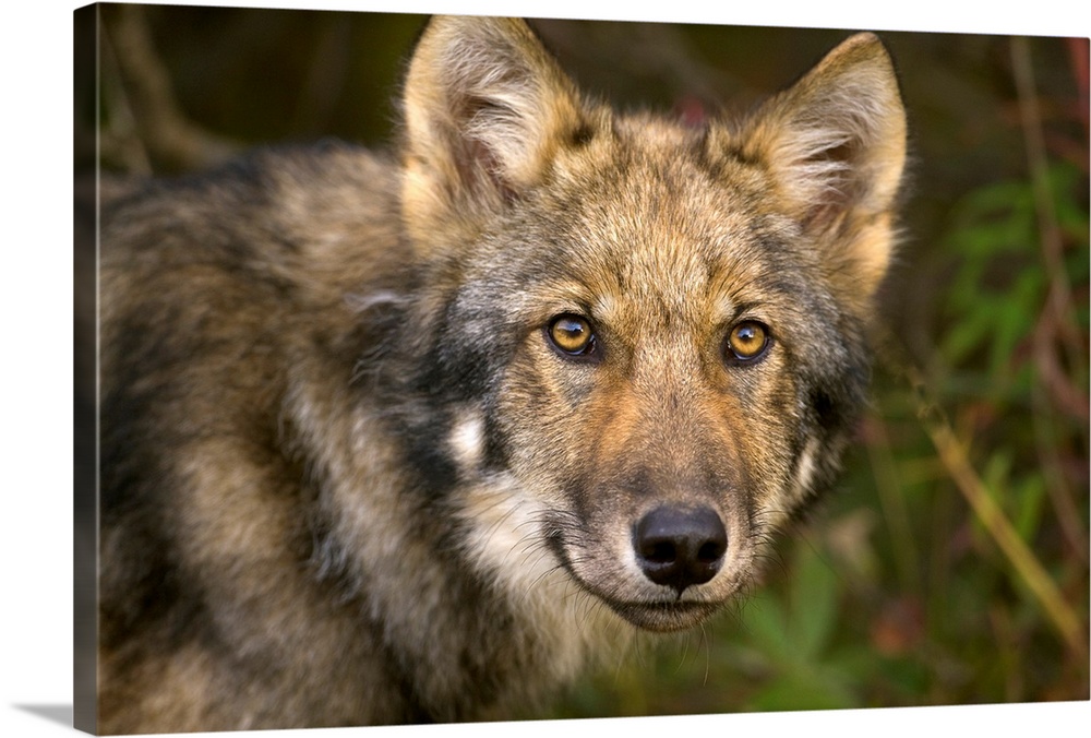 Timber Wolf  Juvenile Denali National Park
