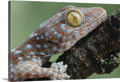 Tokay Gecko juvenile showing vertical pupil, Uthai Thani, Thailand