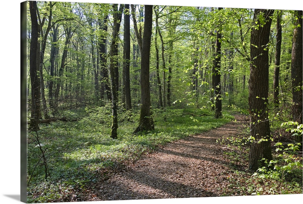 Weg durch Laubmischwald im FrAhling mit Buchen, Ahorn und Eichen, Oberbayern, Deutschland / Path through deciduous Forest ...