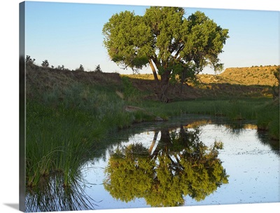 Tree reflecting in creek near Black Mesa State Park, Oklahoma