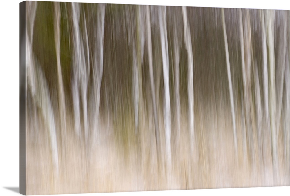 Big, landscape photograph of trees in the snow that appear as blurred white vertical lines on a background that transition...