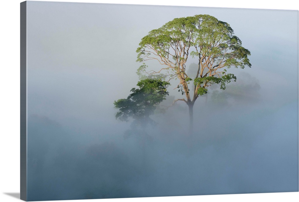 Tualang (Koompassia excelsa) emergent tree towering above the mist-shrouded canopy of the rainforest, Danum Valley Conserv...