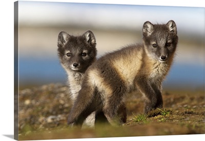 Two Arctic Fox (Alopex lagopus) kits in the tundra, Svalbard,Norway