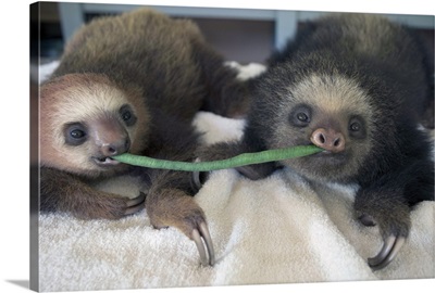 Two-toed Sloth babies sharing string bean, Aviarios Sloth Sanctuary, Costa Rica