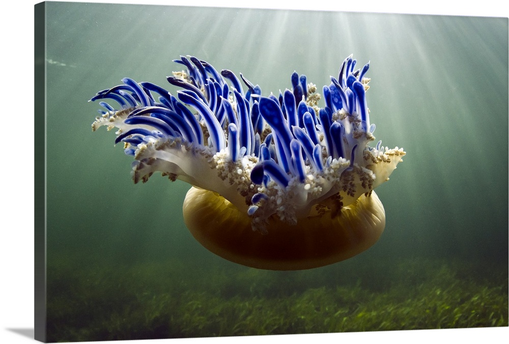 Landscape photograph of an upside down jellyfish (Cassiopeia sp.) floating through sunlit waters in Jardines de la Reina N...