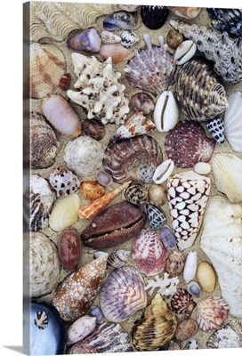 Various conch, cowry, clam and other marine shells
