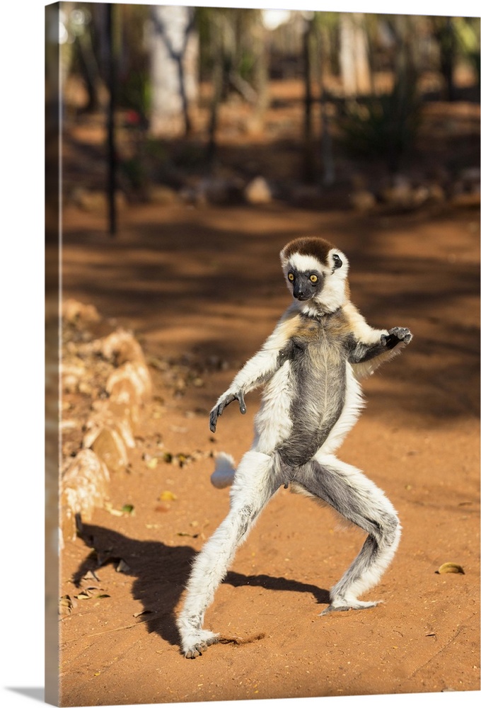 Larvensifaka tanzend, Propithecus verreauxi, Berenty Reservat, Madagaskar, Afrika / Verreaux Sifaka dancing, Propithecus v...