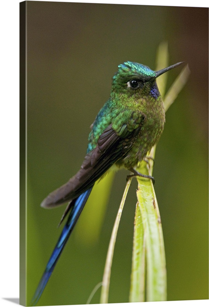 Violet-tailed Sylph (M), Aglaiocercus coelestis, Subtropical forest on West slope of Andes, Ecuador