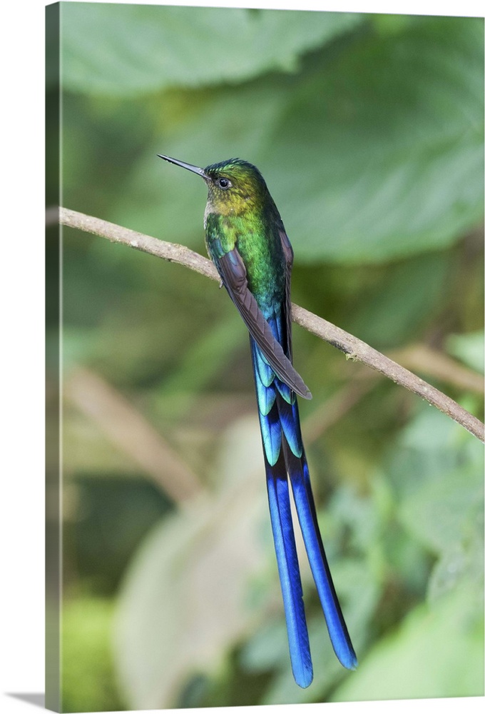 Violet-tailed Sylph hummingbird, Bellavista Cloud Forest Reserve, Ecuador