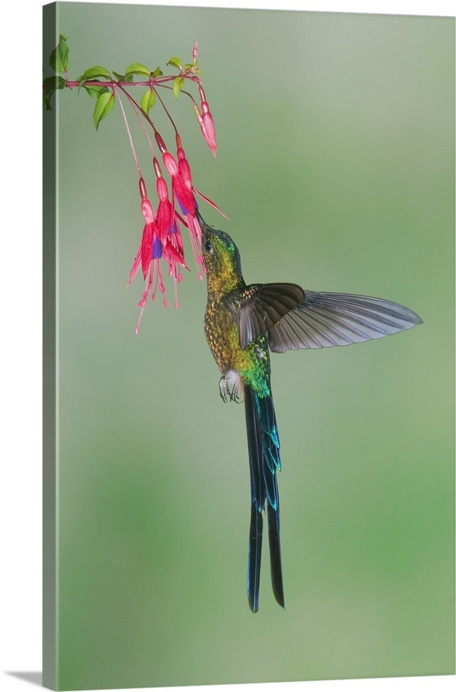 Violettailed Sylph hummingbird feeding on flower nectar, Ecuador Wall
