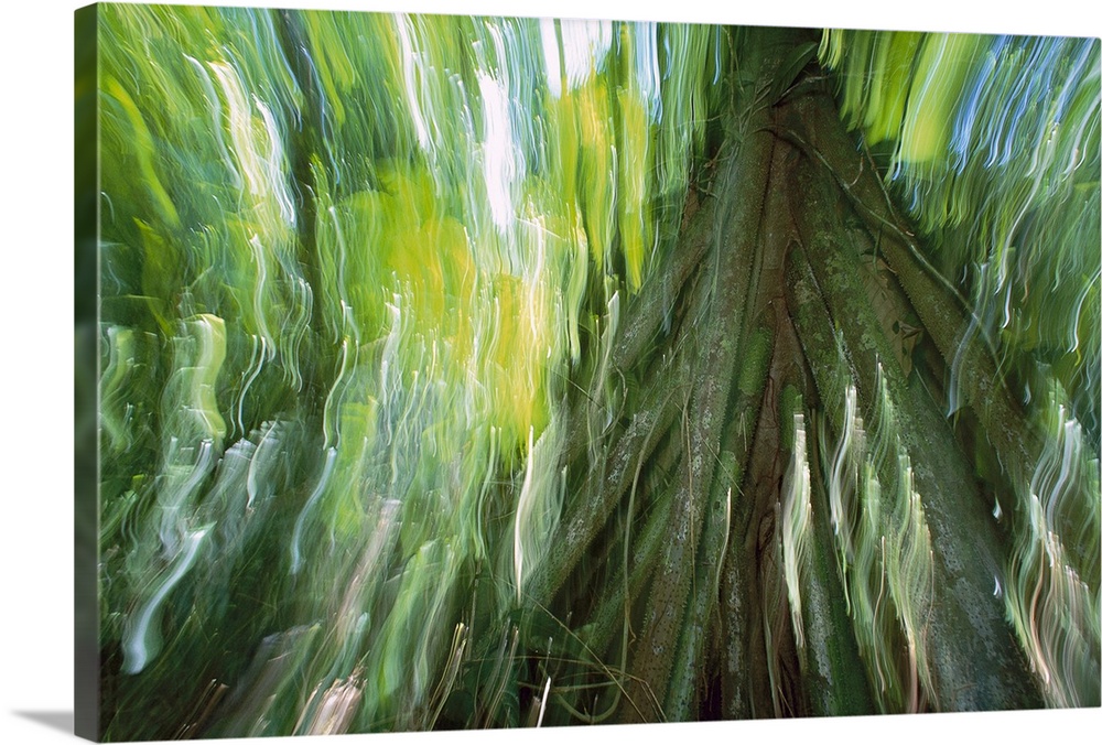 Abstract photograph looking up a large tree with the light hitting the green leaves as the camera is moved to create strea...