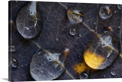 Water drops on a leaf, Goldenstedt, Lower Saxony, Germany