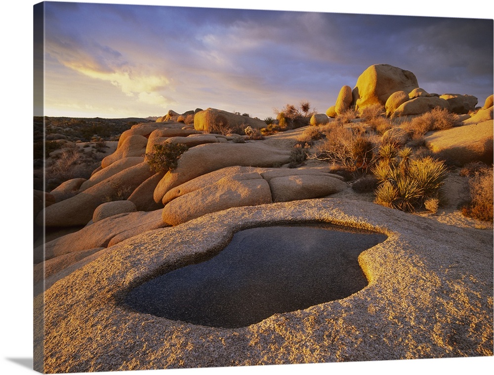 Water that has collected in a boulder, Joshua Tree National Park, California