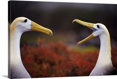 Waved Albatross (Diomedea irrorata) courtship display sequence