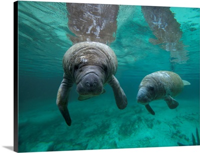 West Indian Manatee Mother And Calf, Crystal River, Florida