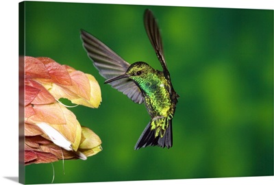 Western Emerald hummingbird feeding on flower, Andes, Ecuador